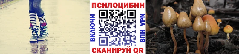где купить наркоту  Славянск-на-Кубани  Галлюциногенные грибы Psilocybe 